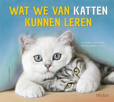 WAT WE VAN KATTEN KUNNEN LEREN