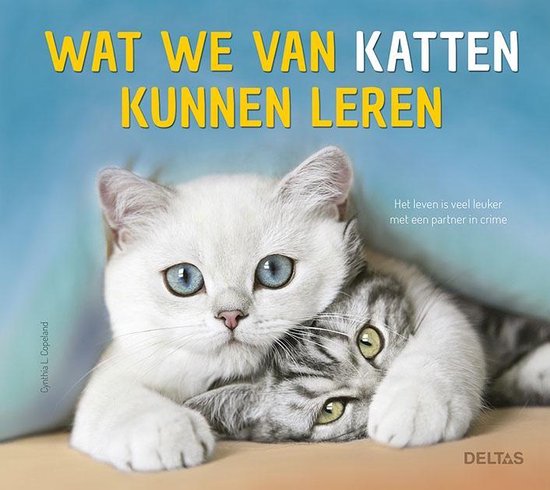 WAT WE VAN KATTEN KUNNEN LEREN