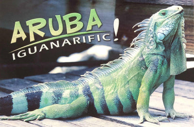 PCARD IGUANARIFIC! ARUBA